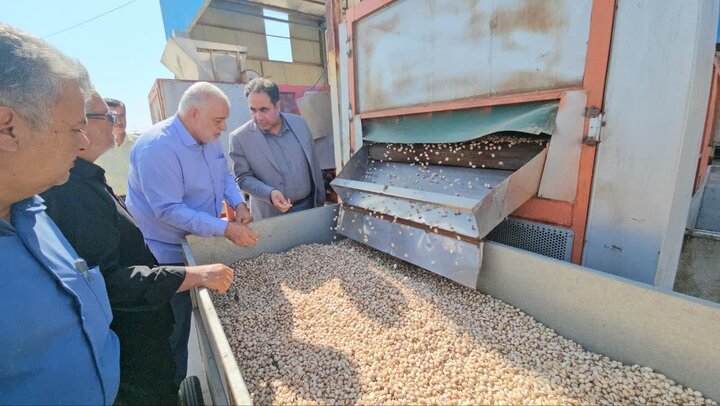 پیش بینی درآمد ۶ هزار میلیارد تومانی باغداران زرندی از برداشت پسته