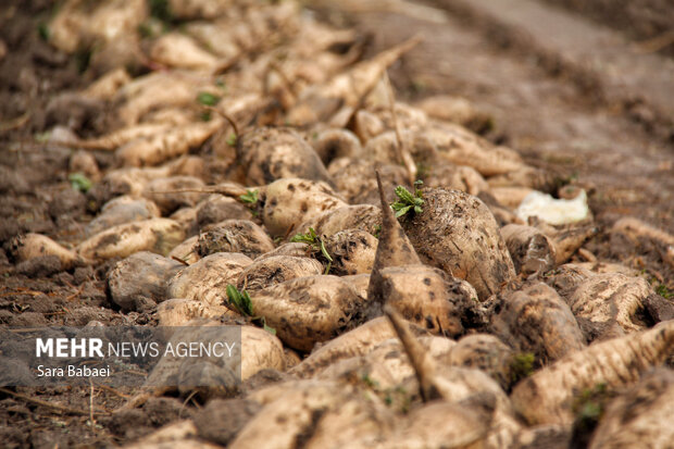 شیرین‌تر از قند؛ لحظه‌های برداشت چغندر در مزارع کرمانشاه
