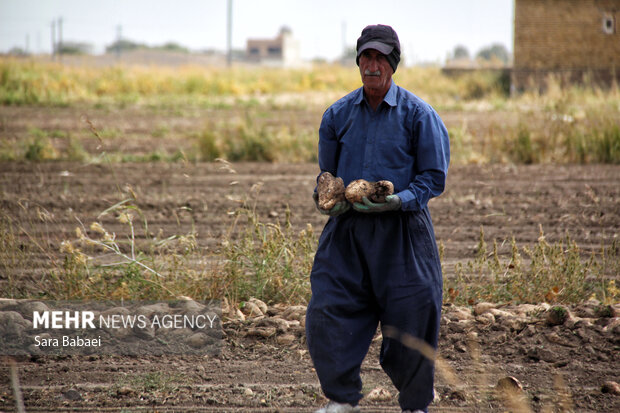 شیرین‌تر از قند؛ لحظه‌های برداشت چغندر در مزارع کرمانشاه
