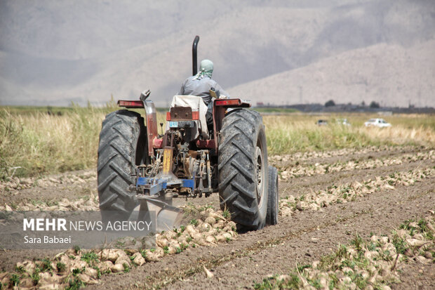 شیرین‌تر از قند؛ لحظه‌های برداشت چغندر در مزارع کرمانشاه