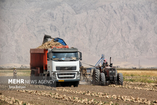 شیرین‌تر از قند؛ لحظه‌های برداشت چغندر در مزارع کرمانشاه