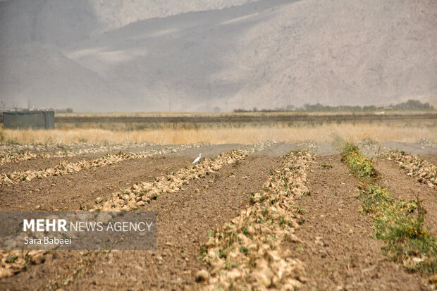 شیرین‌تر از قند؛ لحظه‌های برداشت چغندر در مزارع کرمانشاه