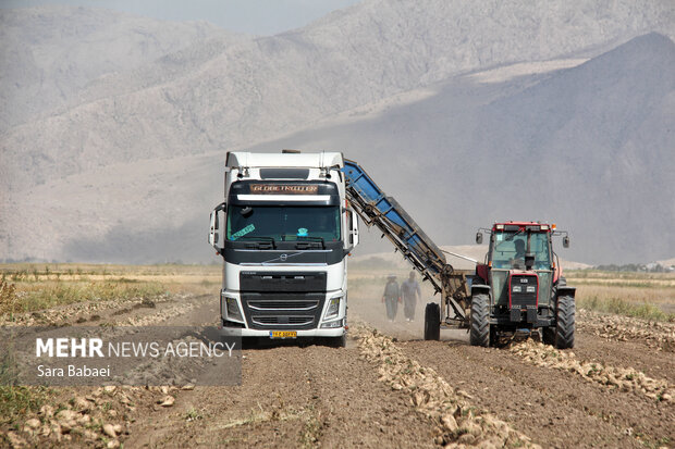 شیرین‌تر از قند؛ لحظه‌های برداشت چغندر در مزارع کرمانشاه