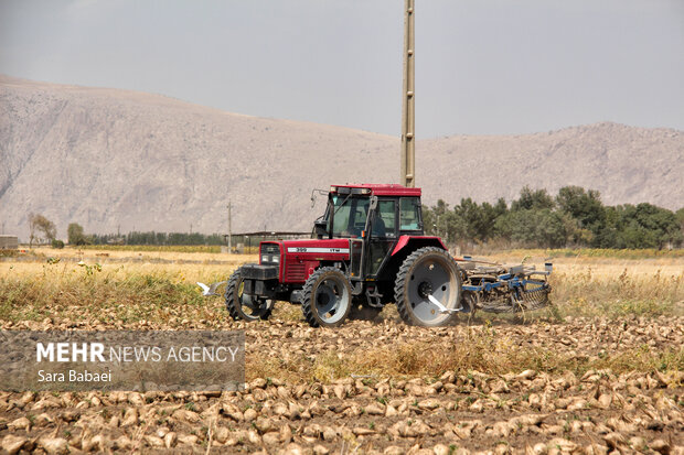 شیرین‌تر از قند؛ لحظه‌های برداشت چغندر در مزارع کرمانشاه