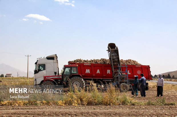 Harvesting Sugar beets in Kermanshah's farms