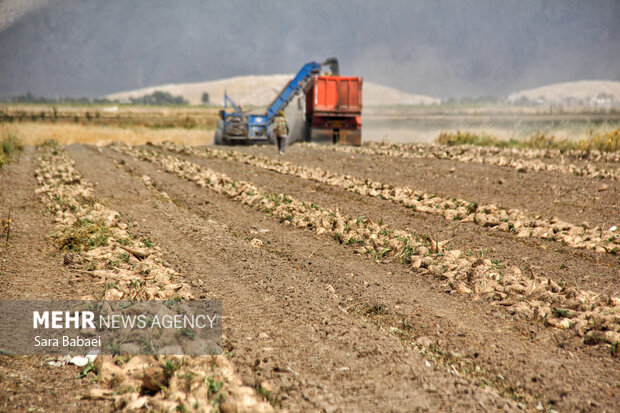 شیرین‌تر از قند؛ لحظه‌های برداشت چغندر در مزارع کرمانشاه