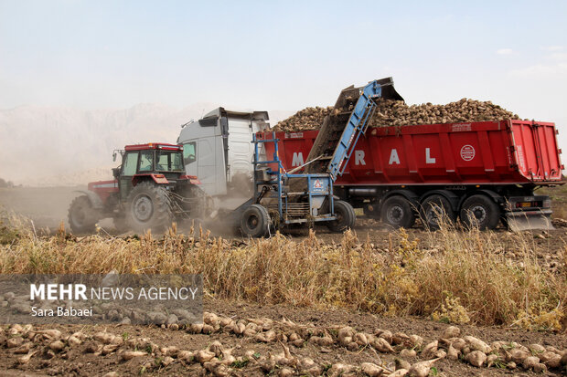 شیرین‌تر از قند؛ لحظه‌های برداشت چغندر در مزارع کرمانشاه