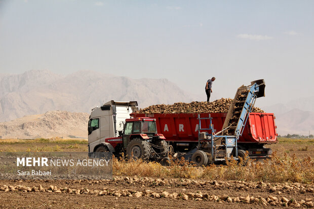 Harvesting Sugar beets in Kermanshah's farms