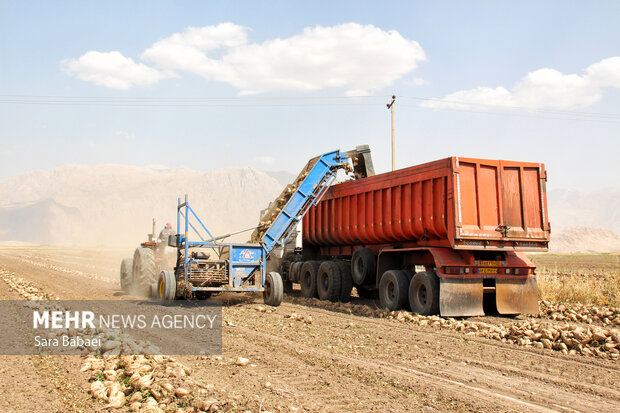 Harvesting Sugar beets in Kermanshah's farms