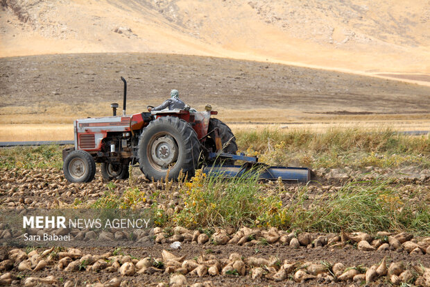 شیرین‌تر از قند؛ لحظه‌های برداشت چغندر در مزارع کرمانشاه