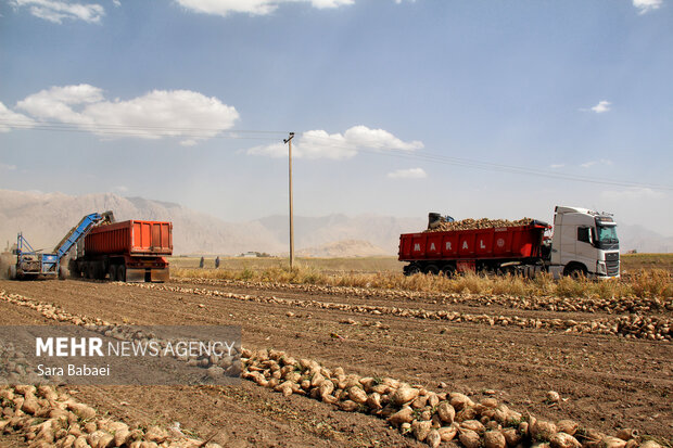 شیرین‌تر از قند؛ لحظه‌های برداشت چغندر در مزارع کرمانشاه