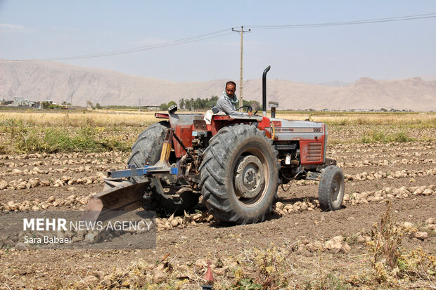 شیرین‌تر از قند؛ لحظه‌های برداشت چغندر در مزارع کرمانشاه