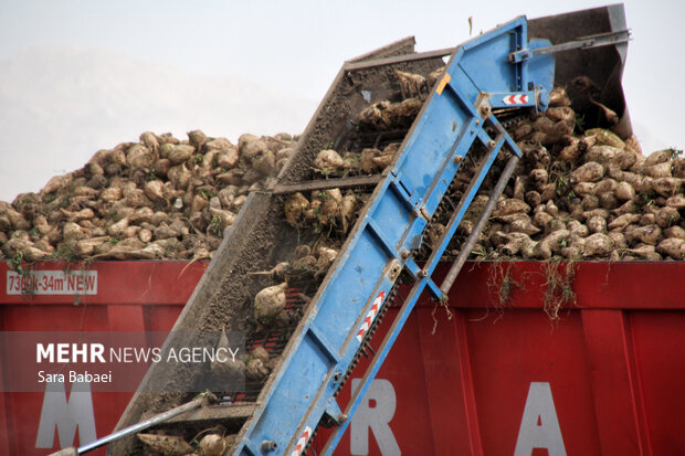 اصغری: ۲ میلیون تن چغندر قند در آذربایجان غربی برداشت می شود