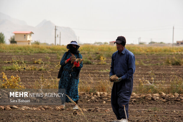 شیرین‌تر از قند؛ لحظه‌های برداشت چغندر در مزارع کرمانشاه