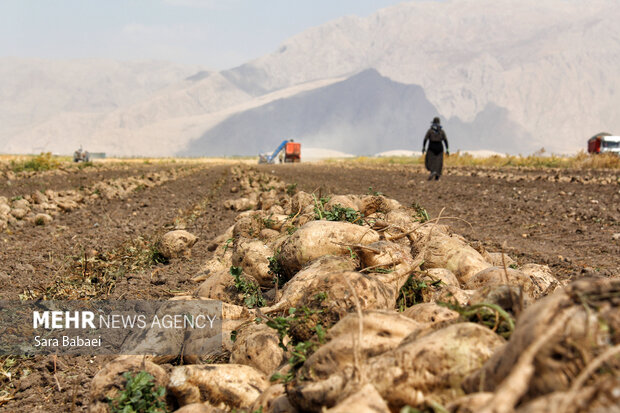شیرین‌تر از قند؛ لحظه‌های برداشت چغندر در مزارع کرمانشاه