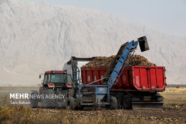 شیرین‌تر از قند؛ لحظه‌های برداشت چغندر در مزارع کرمانشاه