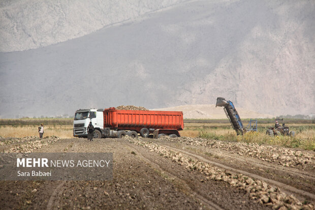 شیرین‌تر از قند؛ لحظه‌های برداشت چغندر در مزارع کرمانشاه