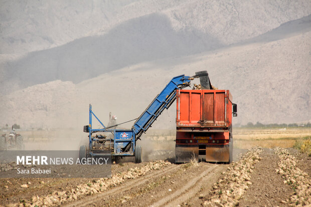 شیرین‌تر از قند؛ لحظه‌های برداشت چغندر در مزارع کرمانشاه