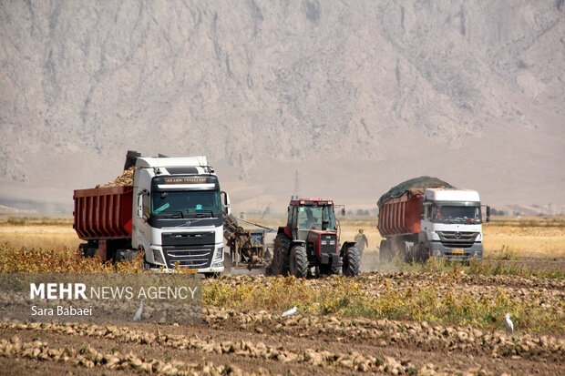 شیرین‌تر از قند؛ لحظه‌های برداشت چغندر در مزارع کرمانشاه