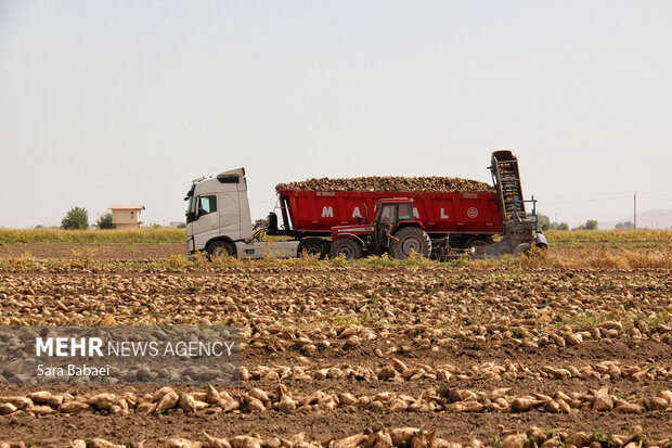 شیرین‌تر از قند؛ لحظه‌های برداشت چغندر در مزارع کرمانشاه