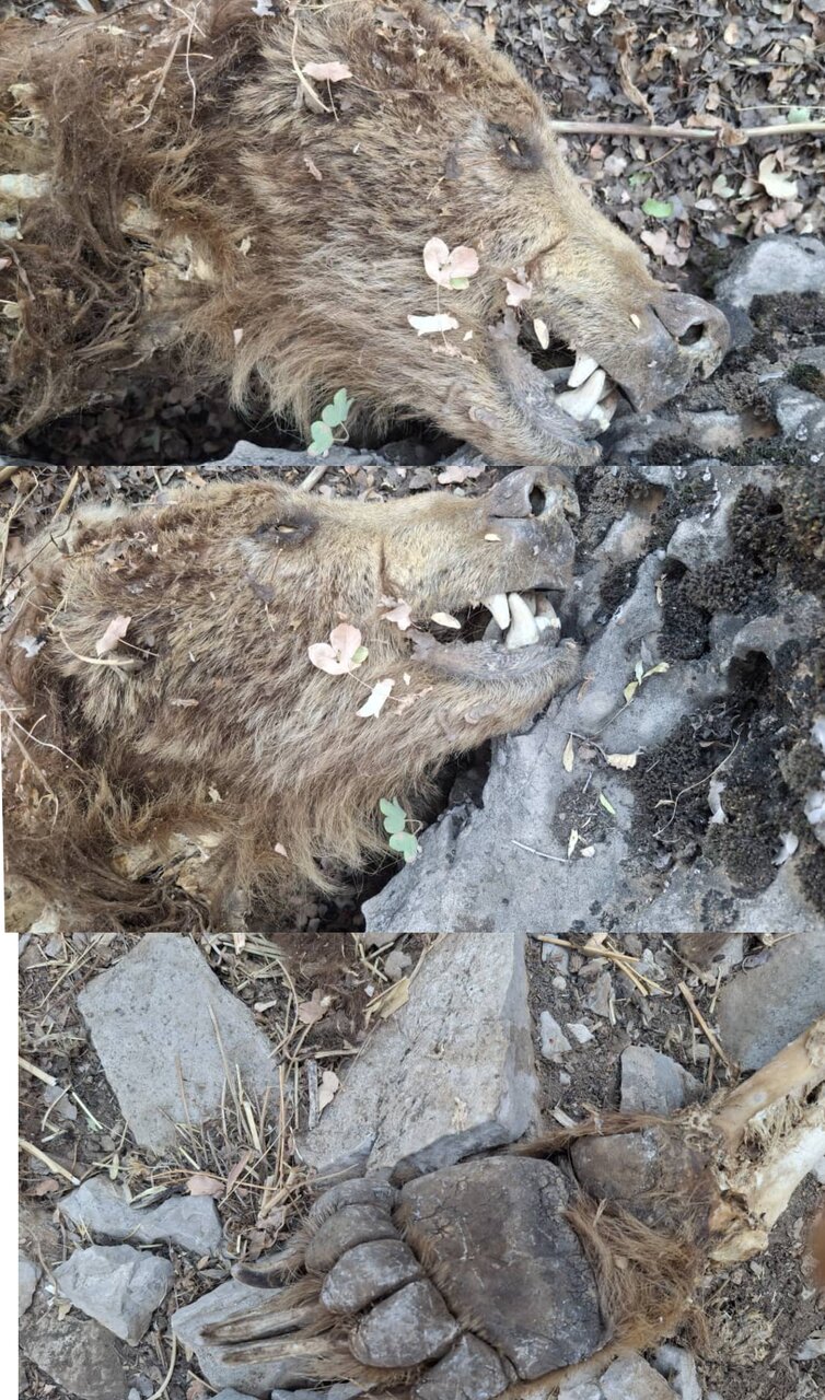 تلف شدن یک قلاده خرس در کبیرکوه بدره ایلام+تصویر