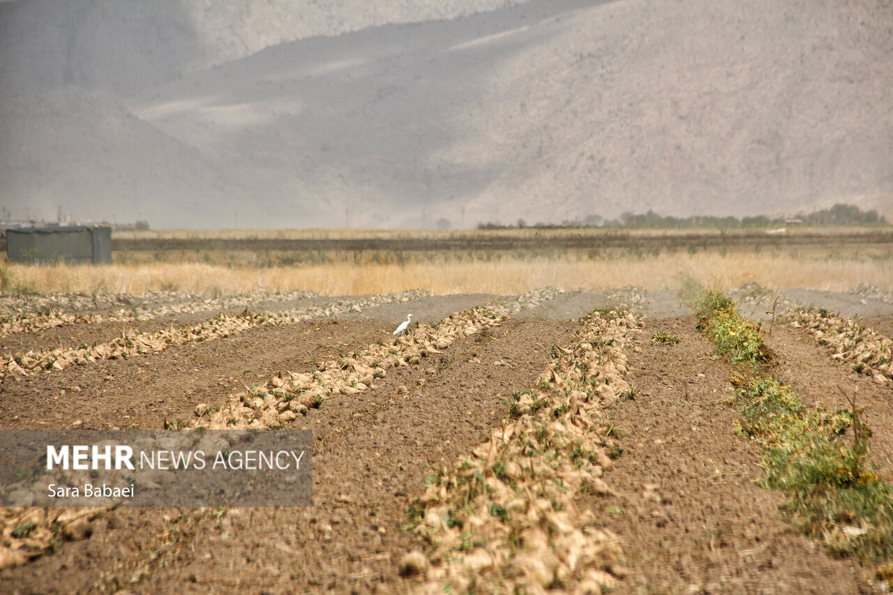 اینجا شِکَر میکارند!