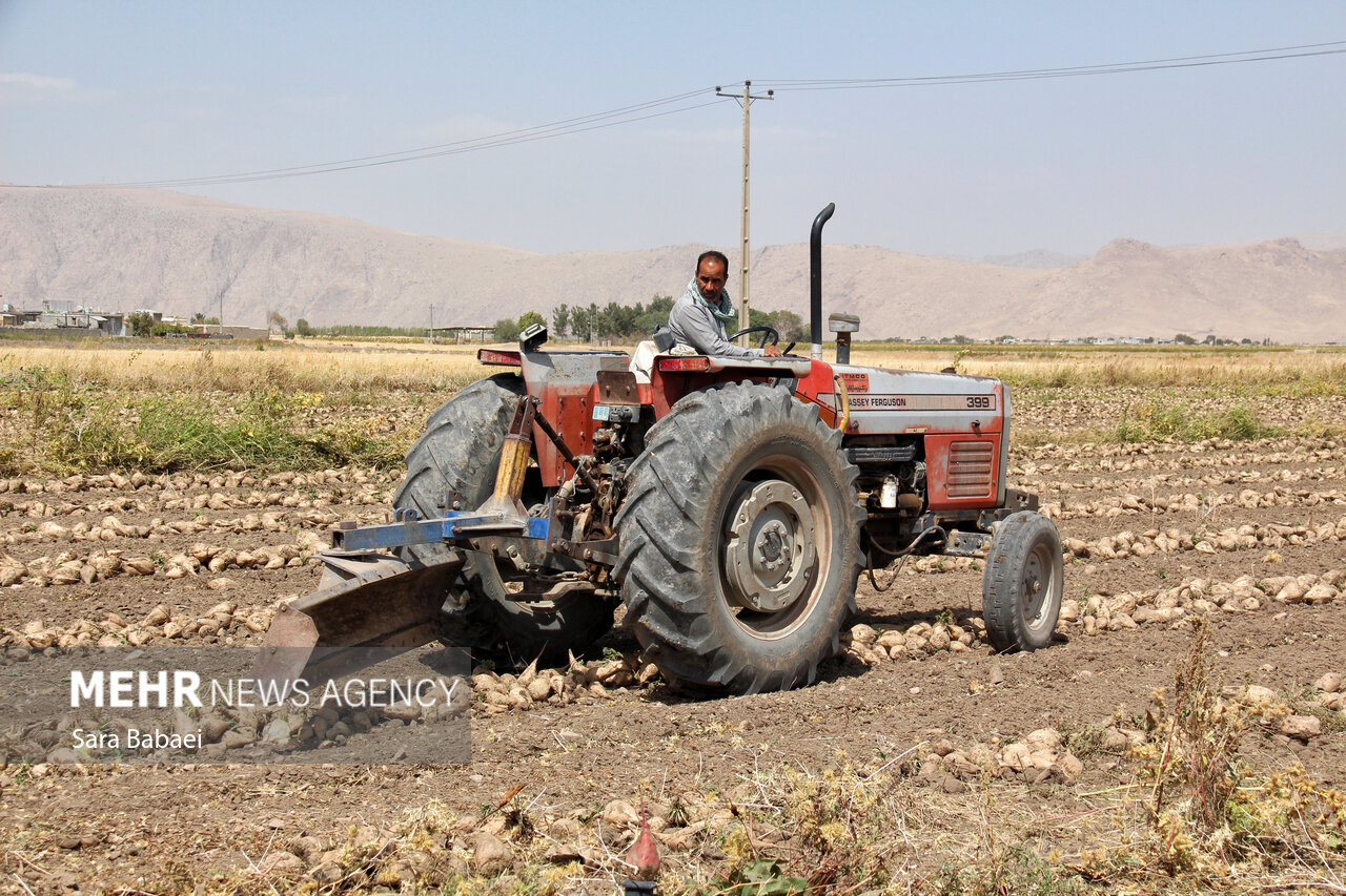 اینجا شِکَر میکارند!