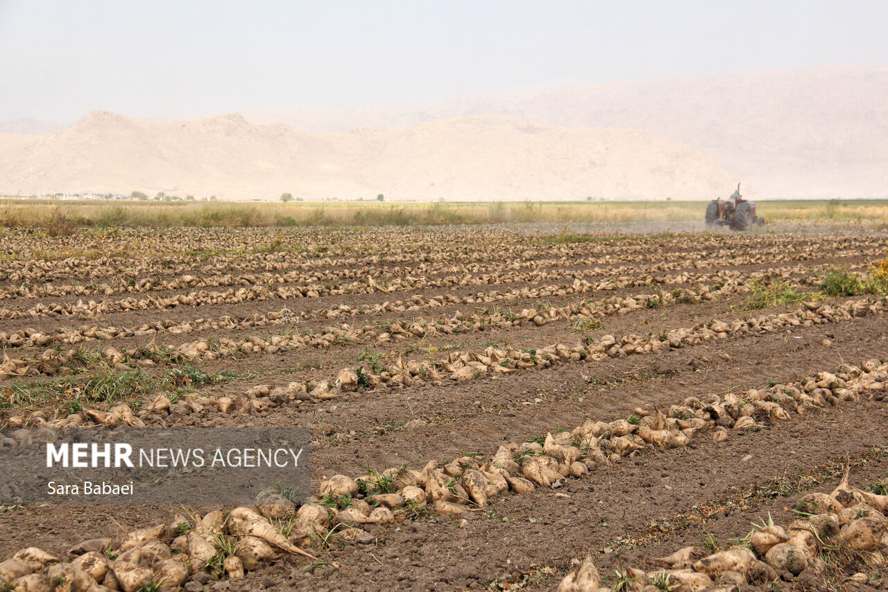 اینجا شِکَر می‌کارند!