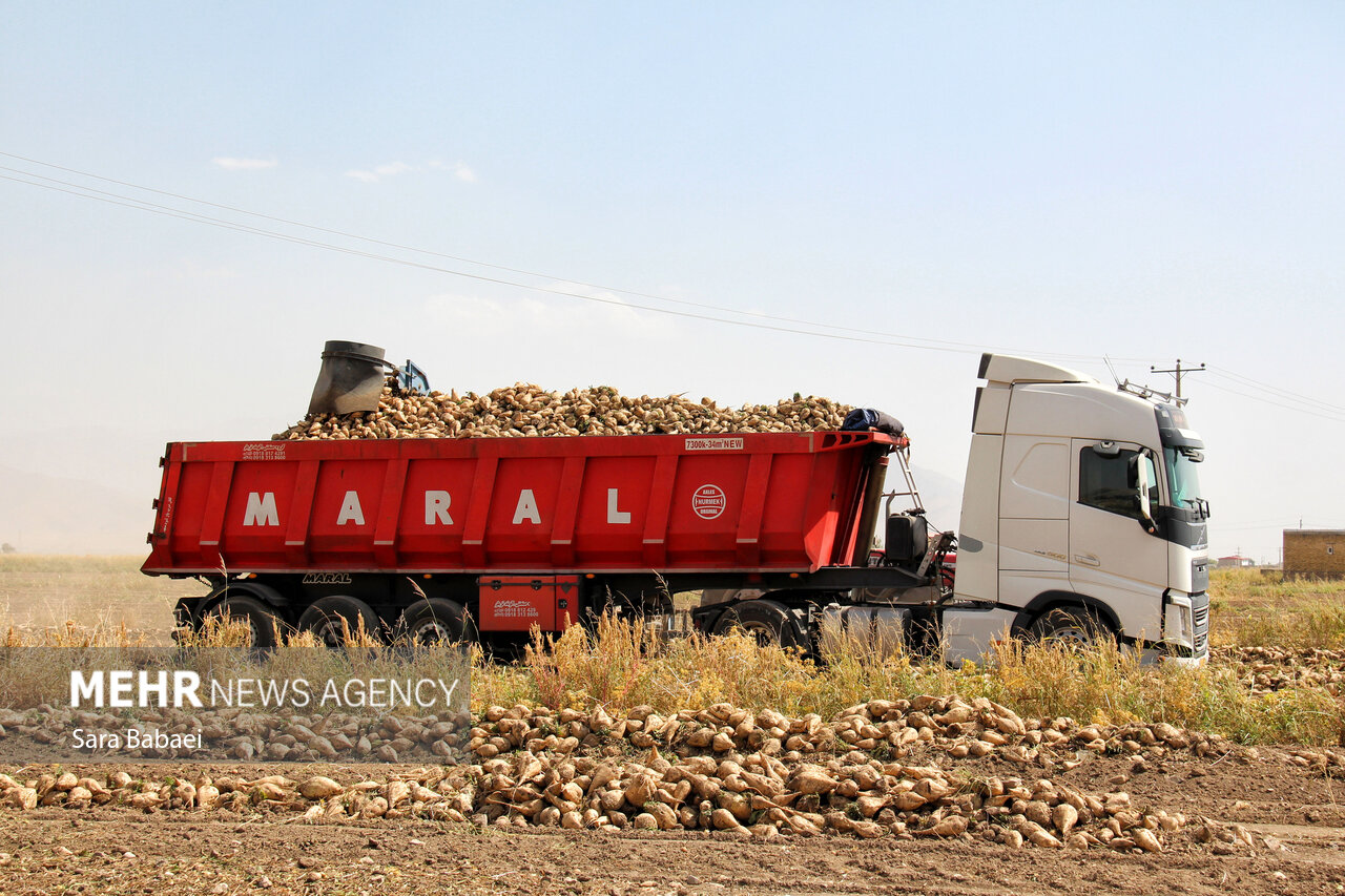 اینجا شِکَر میکارند!