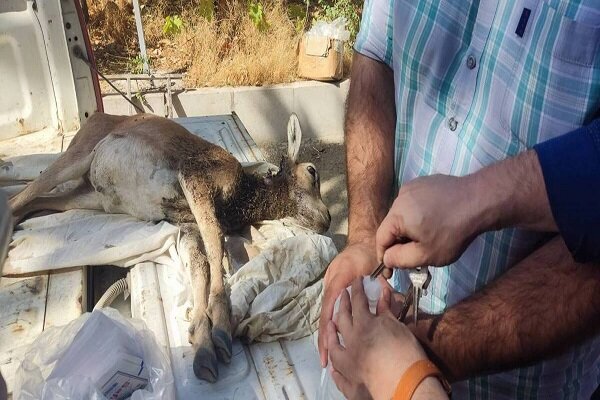 وحشي،يگان،حفاظت،اداره،محيط،بره،شميرانات