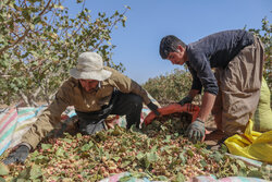 برداشت پسته از ۱۸۲ هکتار باغات ایلام آغاز شد