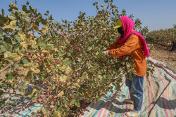 برگزاری کارگاه آموزشی هرس و تغذیه باغات سردسیری در دامغان