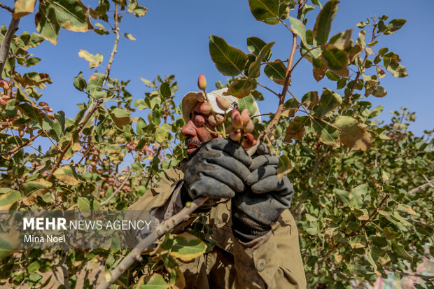 طلای سبز رفسنجان در محاصره خشکسالی و تغییرات اقلیمی