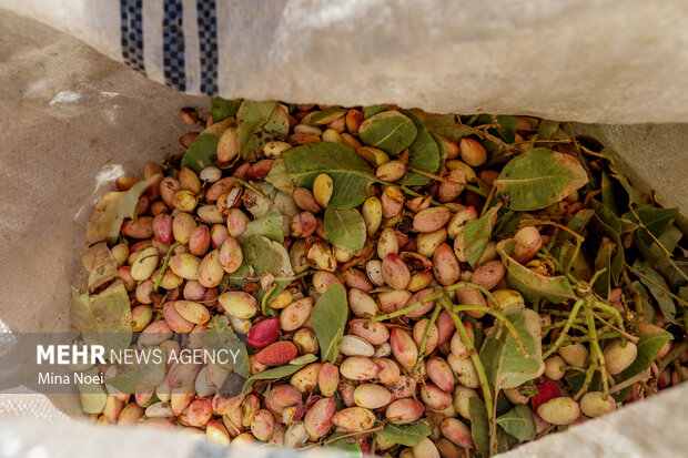 برداشت پسته در باغات ایلخچی