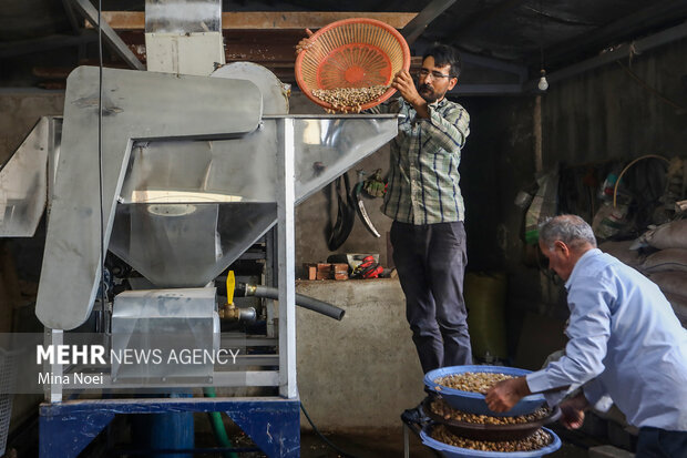 برداشت پسته در باغات ایلخچی