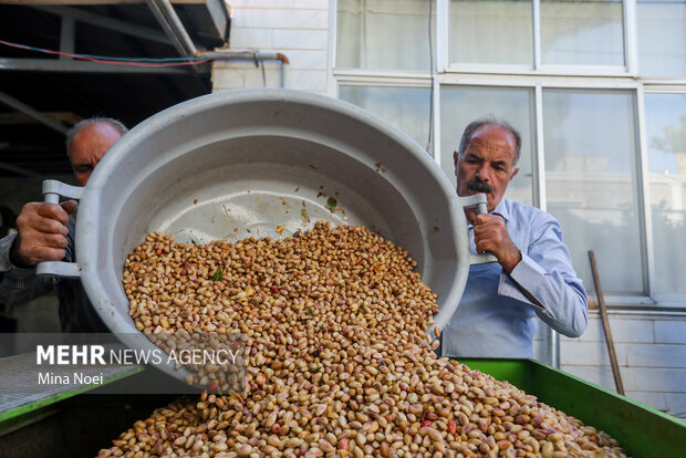برداشت پسته در باغات ایلخچی