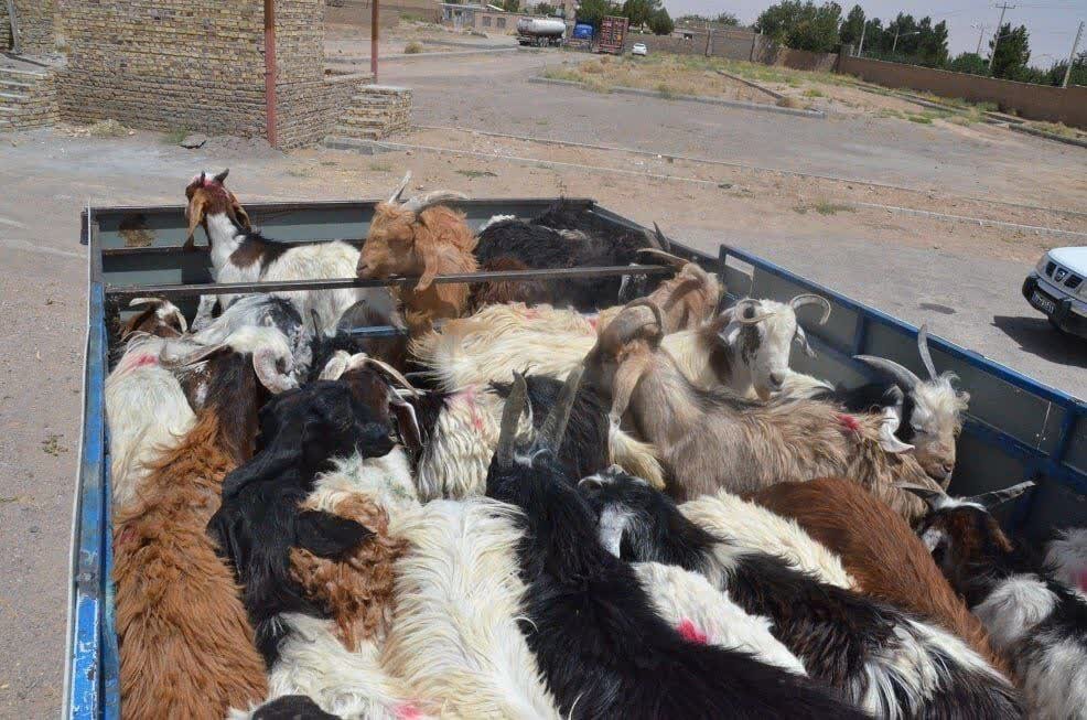 آرادان،سارقان،شهرستان،انتظامي،گزارش