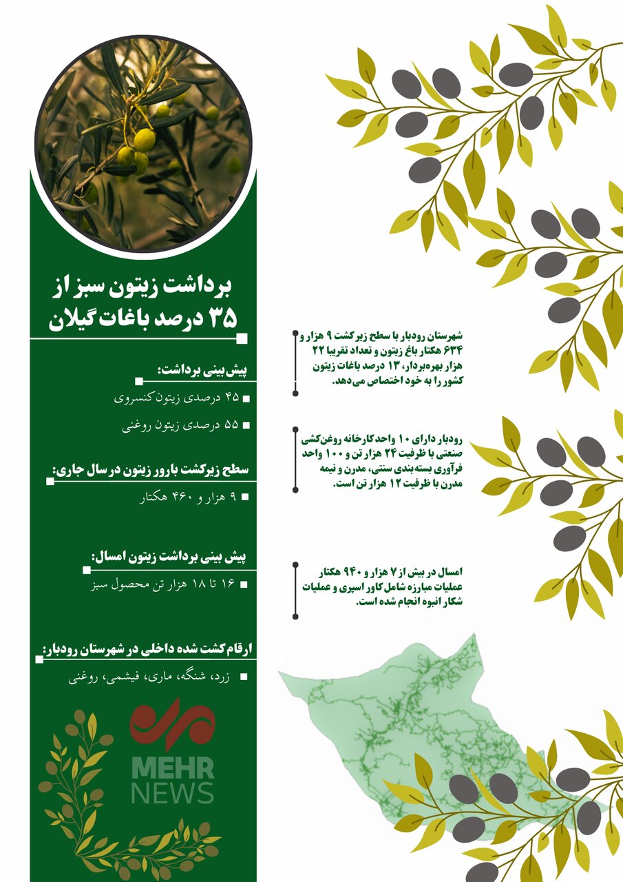 اینفوگرافیک| زیتون سبز گیلان در یک نگاه