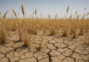 لبان خشکیده روستاهای خراسان شمالی؛ خزان غم انگیز