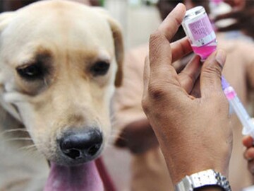 سرپرست شبکه بهداشت گناوه:کنترل سگ‌های بلاصاحب نیازمند اقدامات عملی است