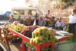 جشنواره تاک و افلاک شهر کامو و چوگان در تقویم ملی گردشگری کشور ثبت شد