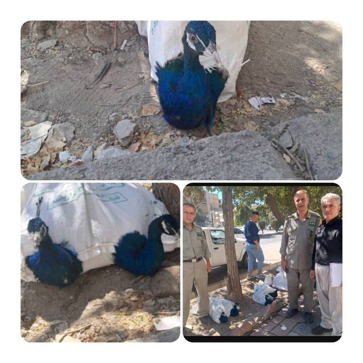 ۱۰ قطعه طاووس هندی قاچاق در مرز باشماق مریوان کشف و ضبط شد