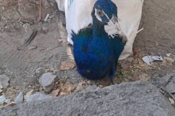 اداره،زيست،محيط،باليده،جانوري،تخلف