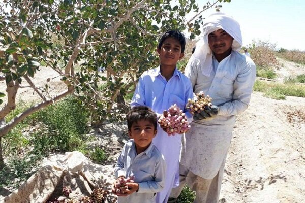 زاهدان قطب جدید کشت پسته؛ درخشش طلای سبز در مشرق