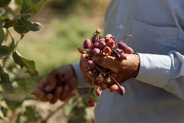 زاهدان قطب جدید کشت پسته؛ درخشش طلای سبز در مشرق