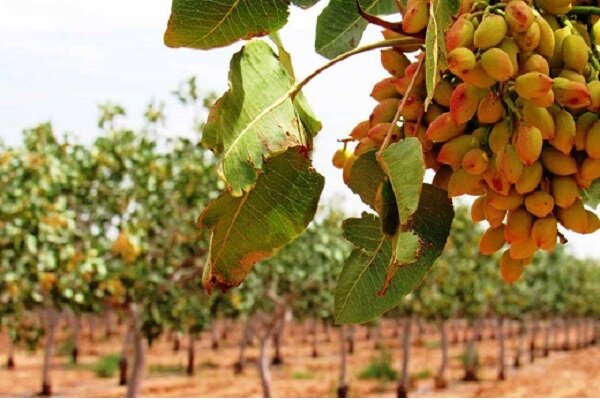 آبي،تنش،كاهش،پسته،پايدار،واعظي،باغات،كرمان،پور