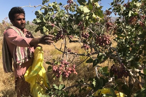 زاهدان قطب جدید کشت پسته؛ درخشش طلای سبز در مشرق