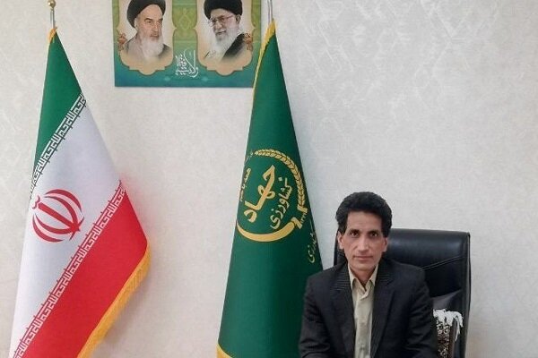 زاهدان قطب جدید کشت پسته؛ درخشش طلای سبز در مشرق