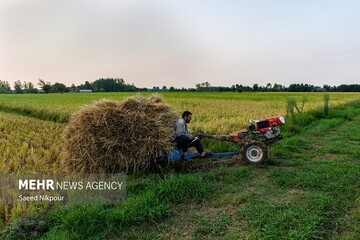 شهرکی: بذر کشت پاییزه کشاورزان سیستان و بلوچستان تامین شد