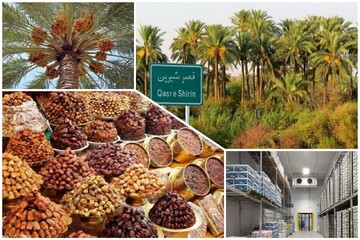 خرمای قصرشیرین؛ میوه ای که می‌تواند کام اقتصاد غرب کشور را شیرین کند